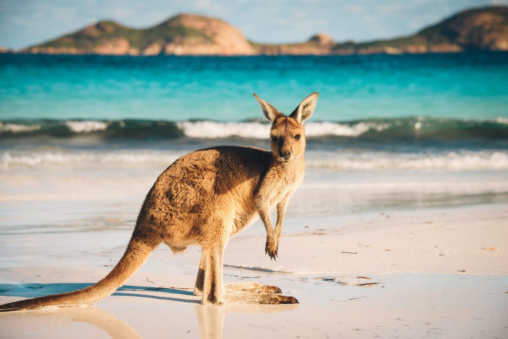 Australian Beach Kangroo